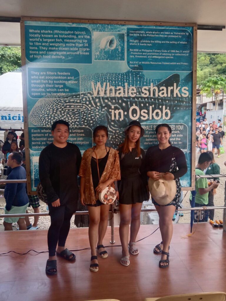 Whale shark watching_guest_03